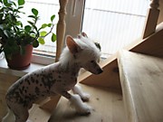 Зоря,первые дни дома (фото владельца)