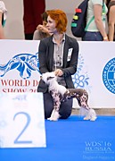 WORLD DOG SHOW 2016 Зоремира Свет R.CAC в ооочень достойной конкуренции и многочисленном классе (промежуточный) девочка вторая